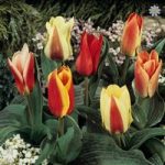 Value Miniature Tulips – 50 bulb pack Size 9/11