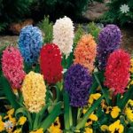 Value Hyacinth Pack – 12 bulbs Size 14/15