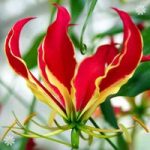 Exotic ‘Flame Lily’ (Gloriosa rothschildiana) plant – pack of 3 tubers