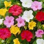 The Marvel of Peru (Mirabilis jalapa) – pack of 10 roots