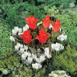 Plant-o-Mat Heart Tray Tulip & Crocus
