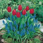 Plant-o-Mat Classic Tulip/Muscari 45 bulbs