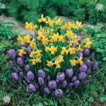 Plant-o-Mat Classic Narcissus/Crocus 45 bulbs