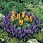 Plant-o-Mat Classic Tulip/Crocus 45 bulbs