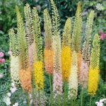 Eremurus ‘Ruiter Hybrids’ (Foxtail Lily) plant- pack of 3 roots