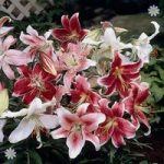 Oriental Lily Bulb size 14/16 – pack x 10 D/Nose