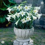 Premium Longiflorum Lily ‘World Trade’ -5 bulbs size 14/16