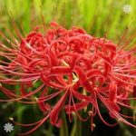 Lycoris radiata (Red Spider Lily) – pack of 5 bulbs