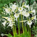 Ismene (White Spider Lily) – pack of 10 bulbs size 14/16