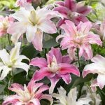 Pollen Free Oriental Lily Double Collection – 9 bulbs
