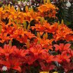 Asiatic Lilies ‘Fruit Salad’ shades x 20 bulbs