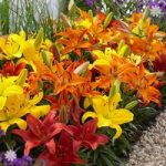 Carpet Lilies Flame Mix – pk of 10 bulbs size 12/14