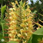 Pair of Hardy Ginger Tubers (Hedychium)