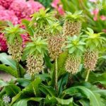 Pack of 3 Pineapple Lily bulbs (Eucomis bicolour)