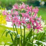 Pack of 10 Nerine bowdenii bulbs (Guernsey Lily)