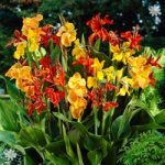 Exotic Canna tubers – pack of 5 Tall Mix