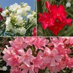 Mediterranean Oleander Collection plant collection – 3 colours in 17cm pots