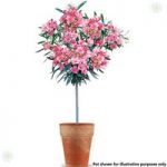 Premium Oleander Standard Pink tree 90-100cm