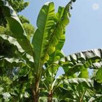 Musa basjoo (Hardy banana) plant 50cm tall