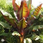 Ensete ‘Maurelii (Red Abysinnian Banana) plant 70cm tall