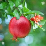 Dwarf Pomegranate bush 2L