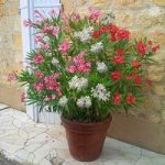 New Oleander Tricolour plant – 3 colours in one 19cm pot