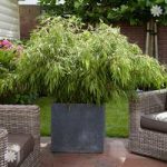 Pair of Fargesia ‘Fountain’ Bamboo plants in 2L pots 60cm tall