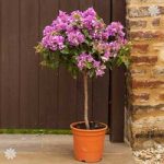 Bougainvillea ‘Alexandra Pink’ standard 90cm plant