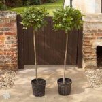 Pair of 1.3M tall Standard Bay Trees