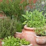 New Kitchen Garden Herb collection – 12 plugs