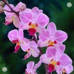Phaleanopsis Orchid 2 stem