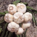 Garlic ‘Wight Cristo’ (Spring/Autumn Planting)
