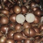 Onion ‘Shakespeare’ (Autumn Planting)