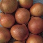 Onion ‘Setton’ (Spring Planting)