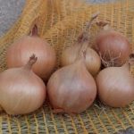 Onion ‘Sturon’ (Spring Planting)