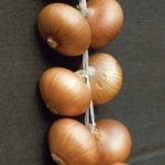 Onion ‘Stuttgarter Giant’ (Spring Planting)