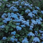 Ageratum houstonianum ‘Blue Mink’
