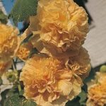 Hollyhock ‘Chater’s Double Apricot’