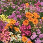Easy Annuals ‘Fairy Mixed’