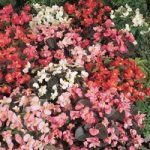 Begonia semperflorens ‘Options Mixed’