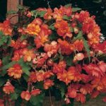 Begonia x tuberhybrida ‘Chanson Orange & Yellow Bicolour’ F1 Hybrid