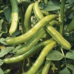 Broad Bean ‘Imperial Green Longpod’