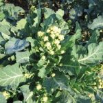 Broccoli ‘Burbank’ F1 Hybrid (White Sprouting)