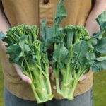 Broccoli ‘Brokali Apollo’ F1 Hybrid (Calabrese, Chinese Kale)