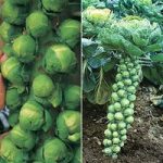 Brussels Sprout ‘Full Season Collection’