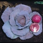 Cabbage ‘Red Jewel’ F1 Hybrid (Summer/Autumn)