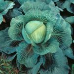 Cabbage ‘Kilaton’ F1 Hybrid (Autumn)