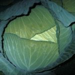Cabbage ‘Brigadier’ F1 Hybrid (Autumn/Winter)