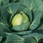 Cabbage ‘Minicole’ F1 Hybrid (Autumn)