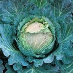 Cabbage ‘January King 3’